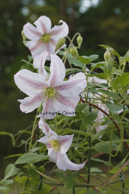 クレマチス 'ピンク・プリンス・チャールズ’　系統：遅咲き大輪系　4.5号ポット《予約苗　2025年10月》