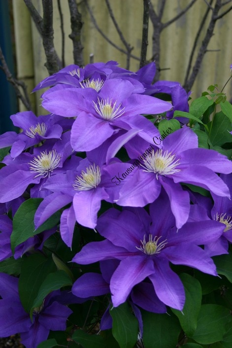 クレマチス 'アメシスト’　系統：早咲き大輪系　4.5号ポット《予約苗　2025年10月》