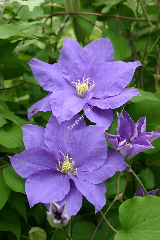 クレマチス 'アレクサンドライト’　系統：早咲き大輪系　4.5号ポット《予約苗　2025年10月》