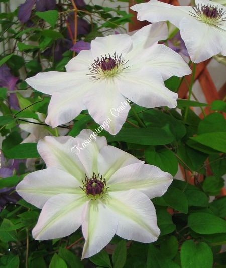 クレマチス '揖斐（いび）’　系統：早咲き大輪系　12cmポット