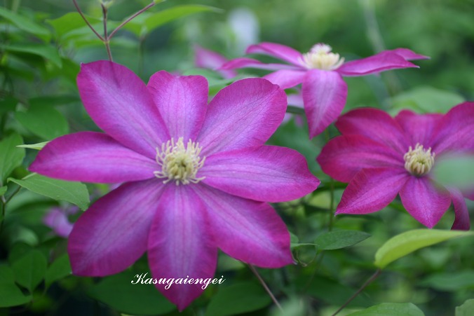 クレマチス '柿生（かきお）’　系統：早咲き大輪系　12cmポット