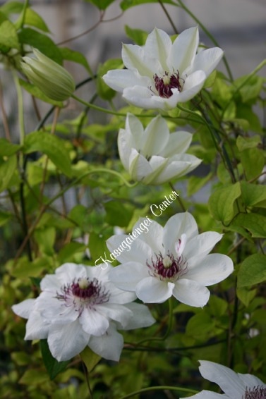 クレマチス '華燭の舞（かしょくのまい）’　系統：早咲き大輪系　12cmポット