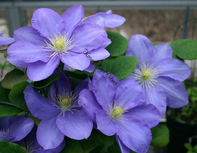 クレマチス '春日井（かすがい）’　系統：早咲き大輪系　4.5号ポット《予約苗　2025年10月》