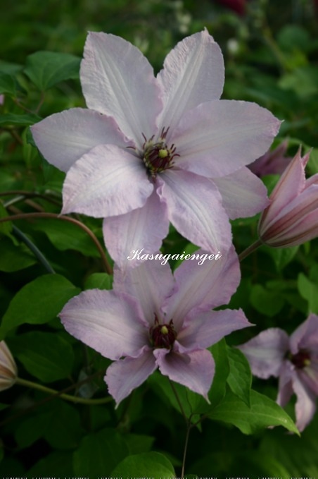 クレマチス '清姫（きよひめ）’　系統：早咲き大輪系　4.5号ポット《予約苗　2025年10月》