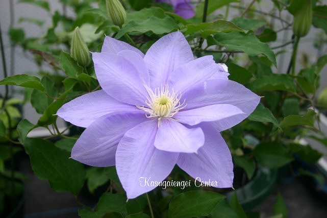 クレマチス '静光（しずかなひかり）’　系統：早咲き大輪系　12cmポット