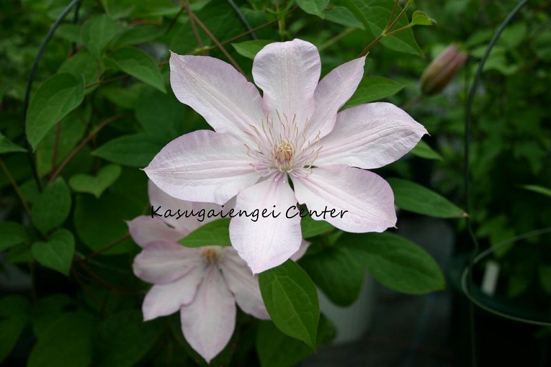 クレマチス '羽衣の舞（はごろものまい）’　系統：早咲き大輪系　12cmポット