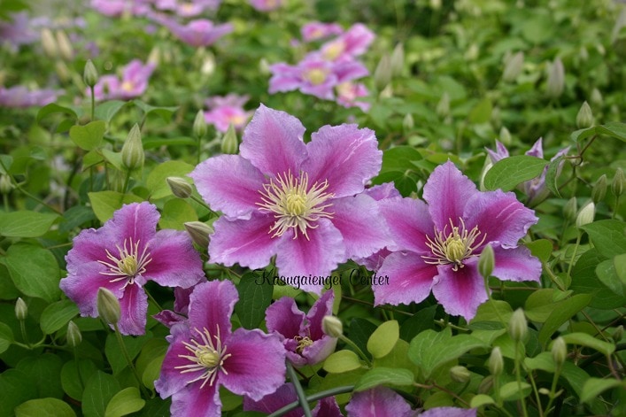 クレマチス 'ピール’　系統：早咲き大輪系　12cmポット