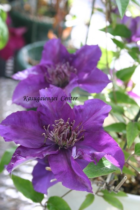 クレマチス 'ブーマ・スター’　系統：早咲き大輪系　4.5号ポット《予約苗　2025年10月》