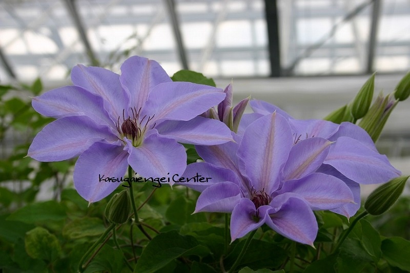 クレマチス 'ブルー・スカイ’　系統：早咲き大輪系　4.5号ポット《予約苗　2025年10月》