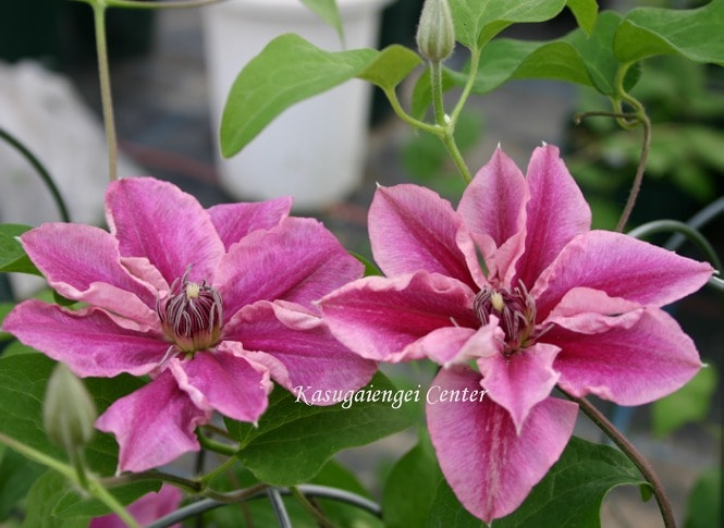 クレマチス '紅小町’　系統：早咲き大輪系　4.5号ポット《予約苗　2025年10月》