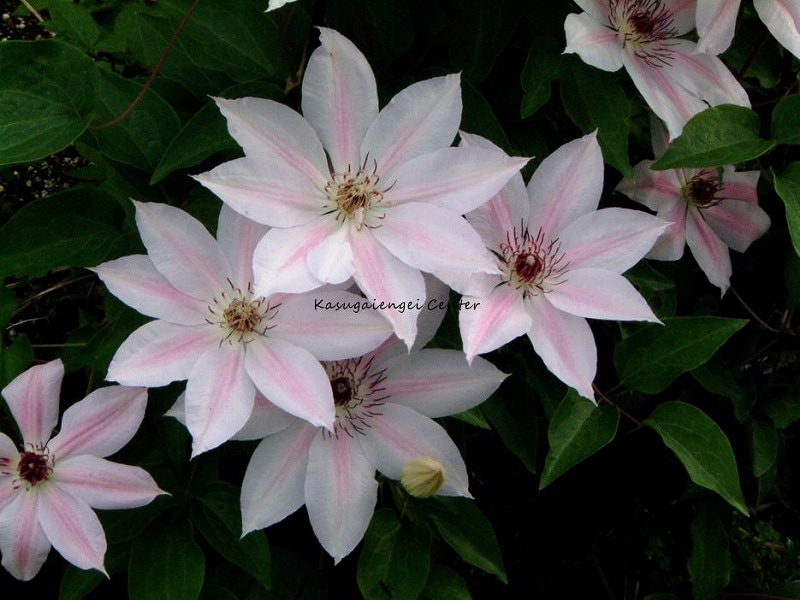 クレマチス 'マトカ・シエドリスカ’　系統：早咲き大輪系　4.5号ポット《予約苗　2025年10月》