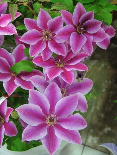 クレマチス 'マラヤ・ガーネット’　系統：早咲き大輪系　12cmポット