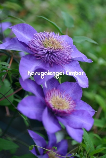 クレマチス 'マルチ・ブルー’　系統：早咲き大輪系　4.5号ポット《予約苗　2025年10月》