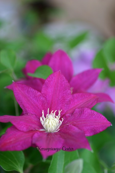 クレマチス 'レッド・パール’　系統：早咲き大輪系　12cmポット