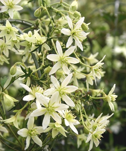 クレマチス 'ムーンビーム’　系統：フォステリ―系　4.5号ポット《予約苗　2025年10月》