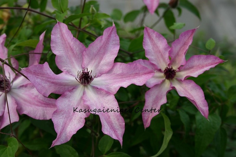 クレマチス '響’　系統：フロリダ大輪系　12cmポット