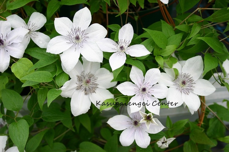 クレマチス 'ピュア・ハート’　系統：フロリダ大輪系　12cmポット