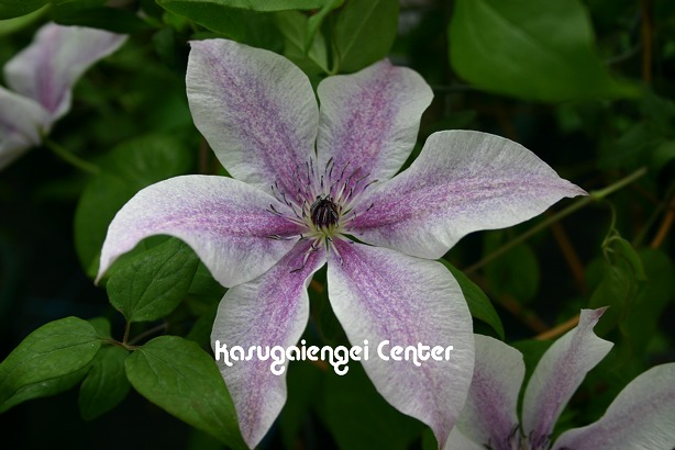 クレマチス 'ベスト・ウィッシーズ’　系統：フロリダ大輪系　12cmポット