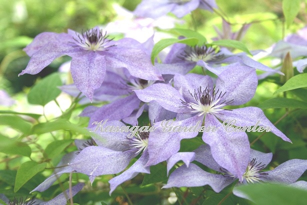 クレマチス 'むさし’　系統：フロリダ大輪系　4.5号ポット《予約苗　2025年10月》