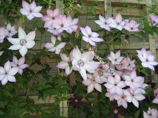 クレマチス 'ユートピア’　系統：フロリダ大輪系　12cmポット
