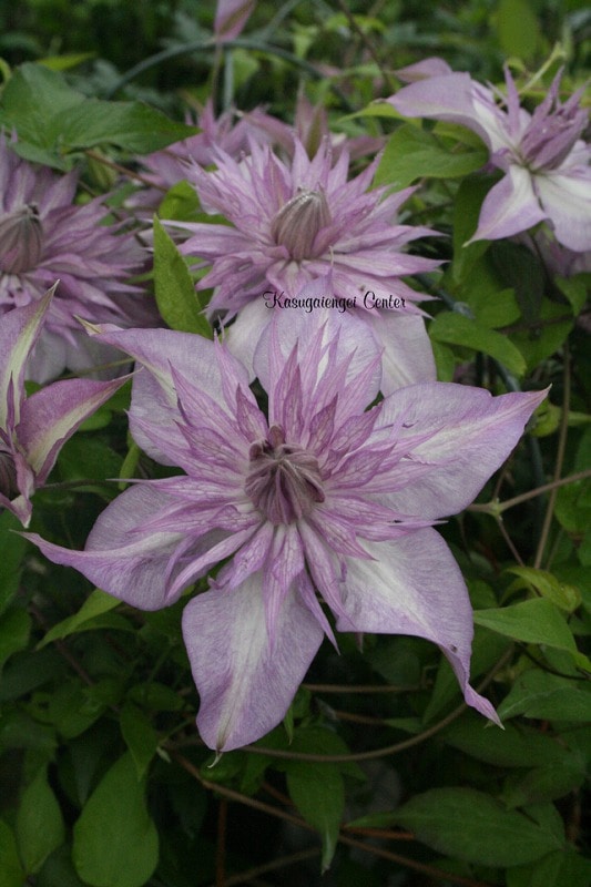 クレマチス 'レディ・キョウコ’　系統：フロリダ大輪系　4.5号ポット《予約苗　2025年10月》《種苗登録品種》