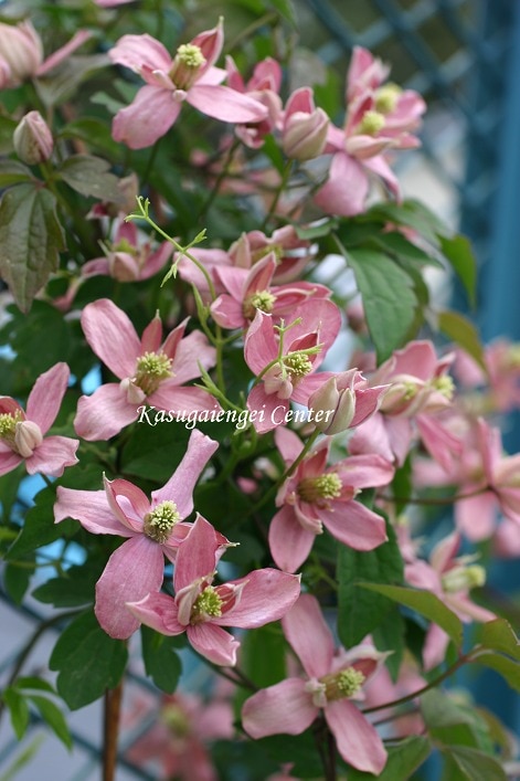 クレマチス 'ブロード・スター（ブロウトン・スター）’　系統：モンタナ系　12cmポット