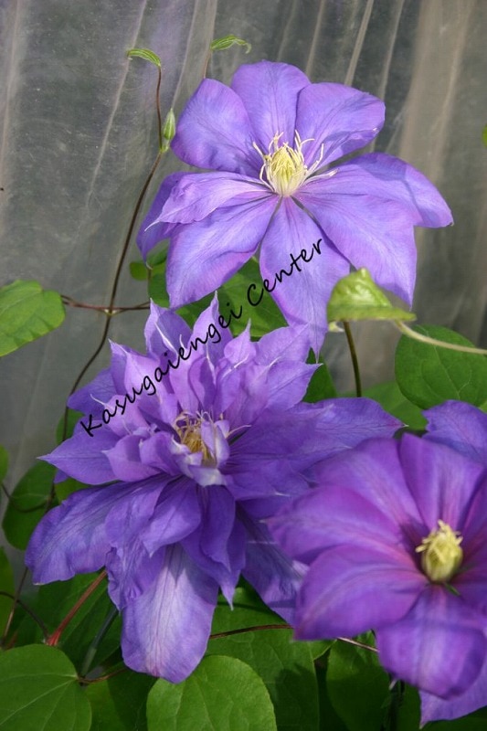 クレマチス 'カウンテス・オブ・ラブレース’　系統：八重咲き大輪系　12cmポット