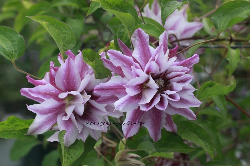 クレマチス '絢爛の舞（けんらんのまい）’　系統：八重咲き大輪系　4.5号ポット《予約苗　2025年10月》