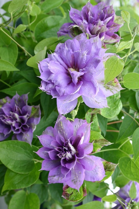 クレマチス 'ジェミニ’　系統：八重咲き大輪系　12cmポット