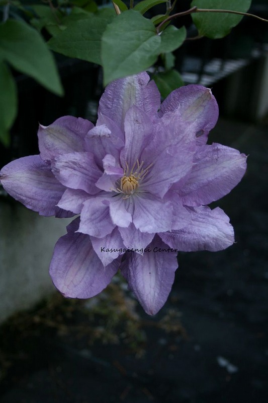 クレマチス 'プロテウス’　系統：八重咲き大輪系　12cmポット