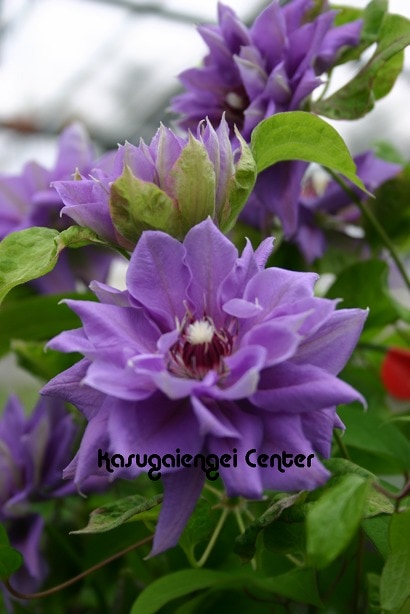 クレマチス '祭り太鼓（まつりだいこ）’　系統：八重咲き大輪系　12cmポット