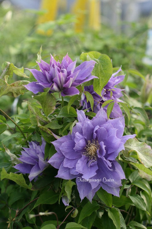 クレマチス '八重垣姫（やえがきひめ）’　系統：八重咲き大輪系　4.5号ポット《予約苗　2025年10月》