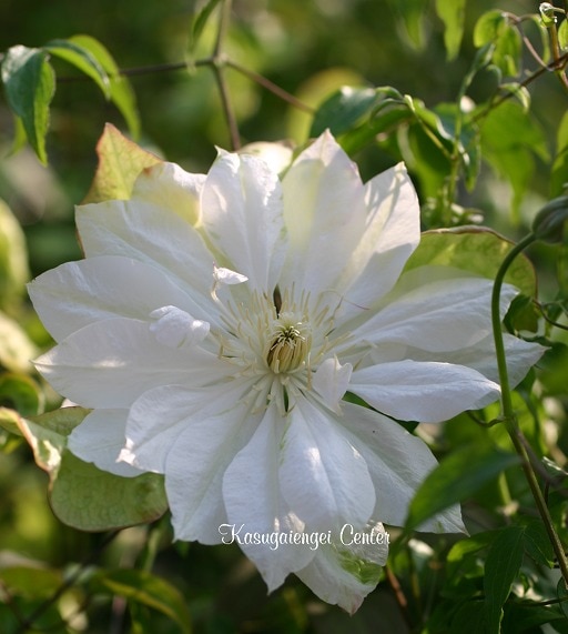 クレマチス '雪おこし’　系統：八重咲き大輪系　12cmポット