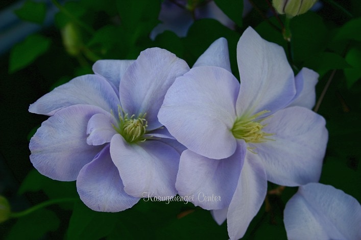 クレマチス 'ルイーズ・ロウ（ルイズ・ロー）’　系統：八重咲き大輪系　12cmポット