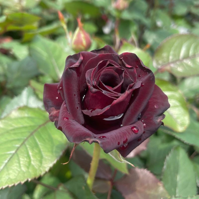 バラ苗 Roses,樹形や花色・花の大きさから選ぶ | バラとハーブの