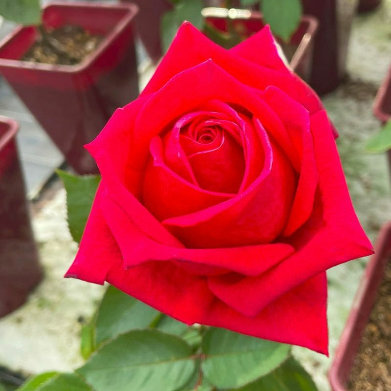 バラ苗 Roses,樹形や花色・花の大きさから選ぶ | バラとハーブの
