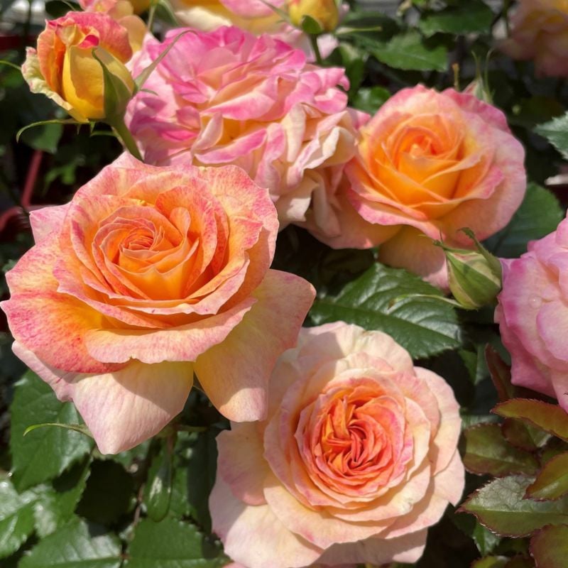 バラ花苗　切り花品種　和薔薇　あおい　蕾あり　接ぎ木苗 バラ花苗 切り花品種 和薔薇 あおい 蕾あり 接ぎ木苗 - メルカリ