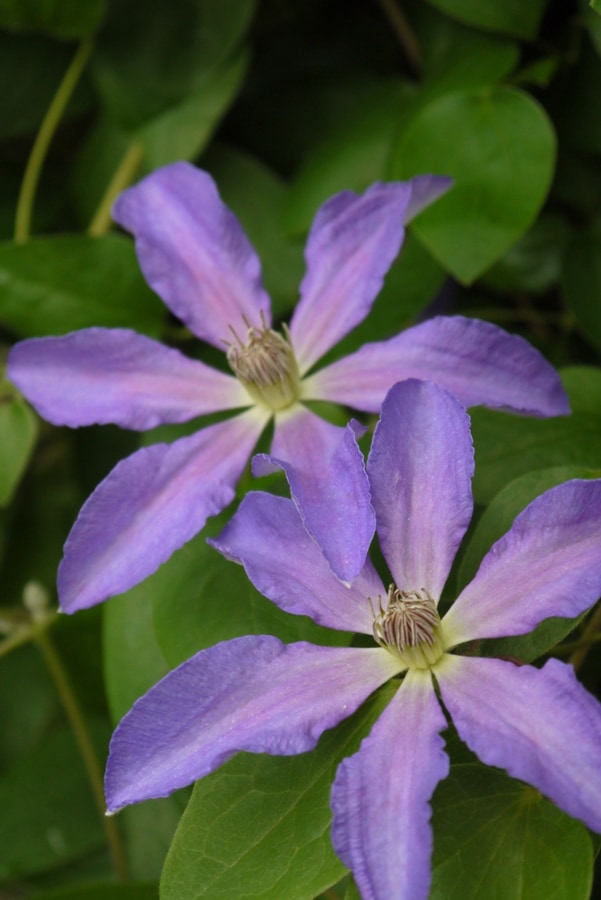 クレマチス 'ガブリエル’　系統：ジャックマニー系　12cmポット