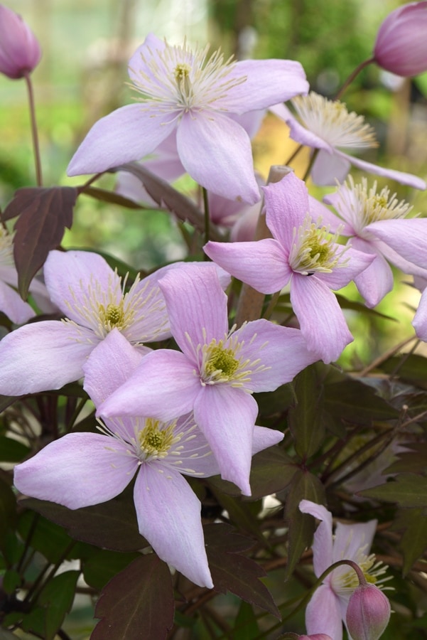 クレマチス 'モンタナ  オドラータ’　系統：モンタナ系　12cmポット