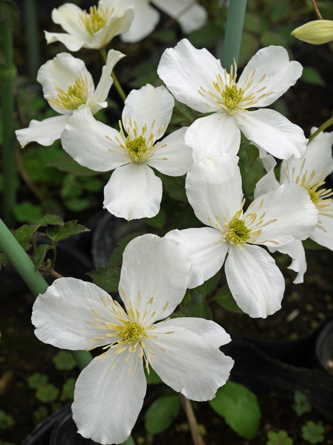 クレマチス 'モンタナ  グランディフローラ’　系統：モンタナ系　12cmポット