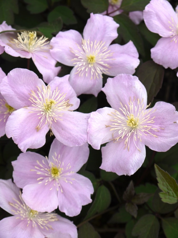 クレマチス 'モンタナ  メイリーン’　系統：モンタナ系　12cmポット