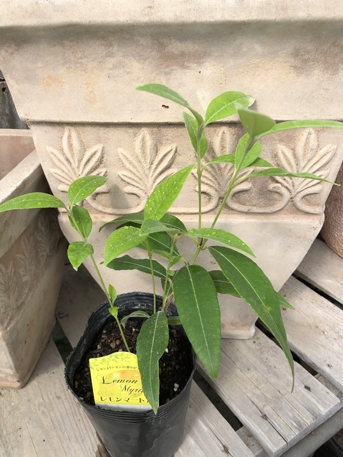レモンマートル　常緑低木　 12cmポット