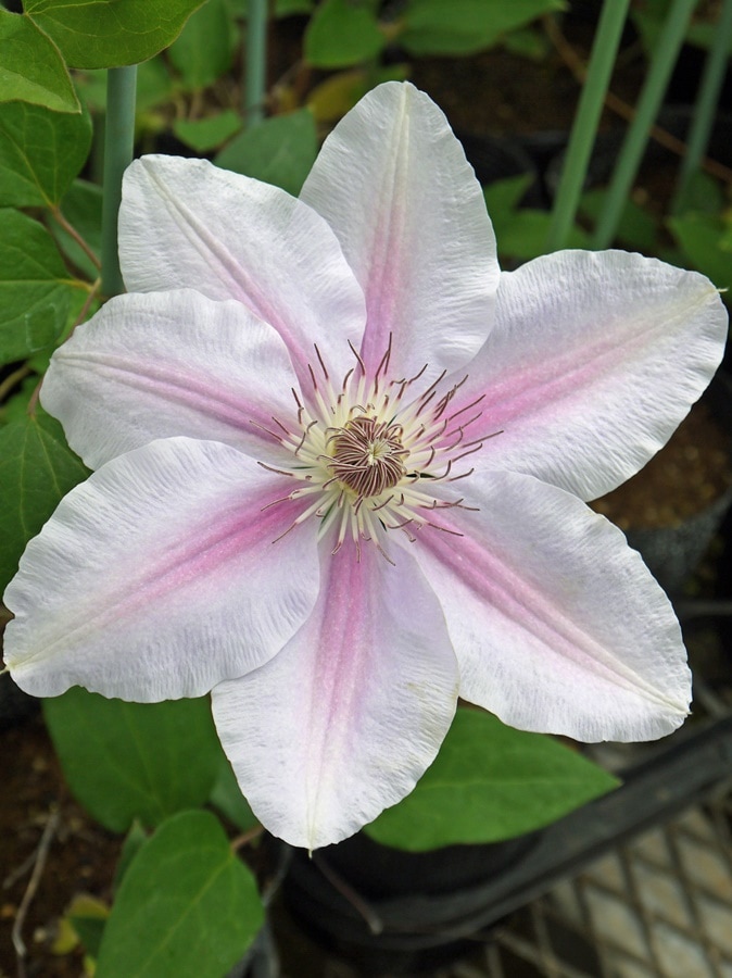 クレマチス 'フェアリー・クィーン’　系統：ラヌギノーサ系　12cmポット