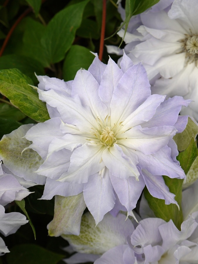 クレマチス 'カルセドニー’　系統：パテンス系　12cmポット