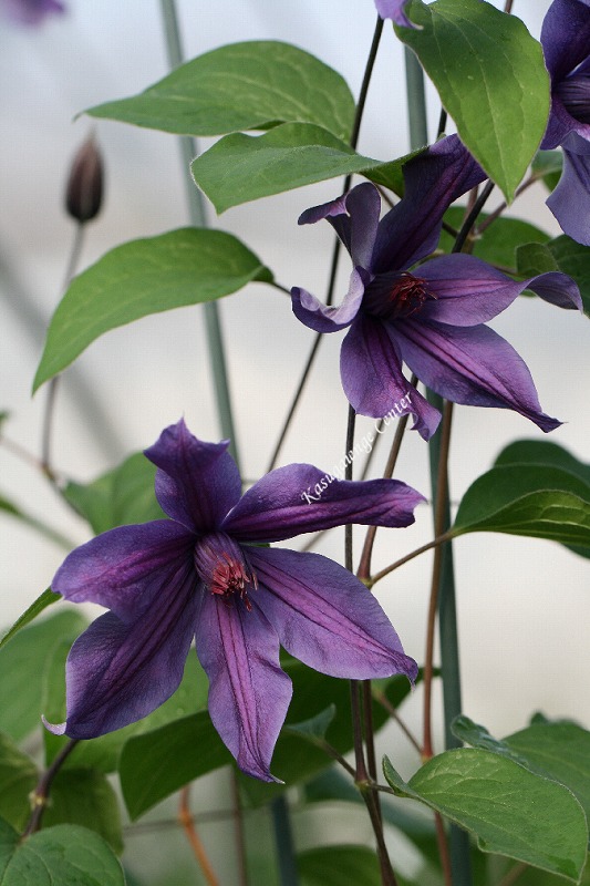 クレマチス 'ミランダ’　系統：インテグリフォリア系　12cmポット