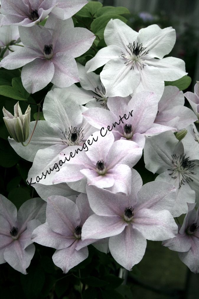 クレマチス 'さくら' 系統：フロリダ大輪系 4.5号ポット《予約苗