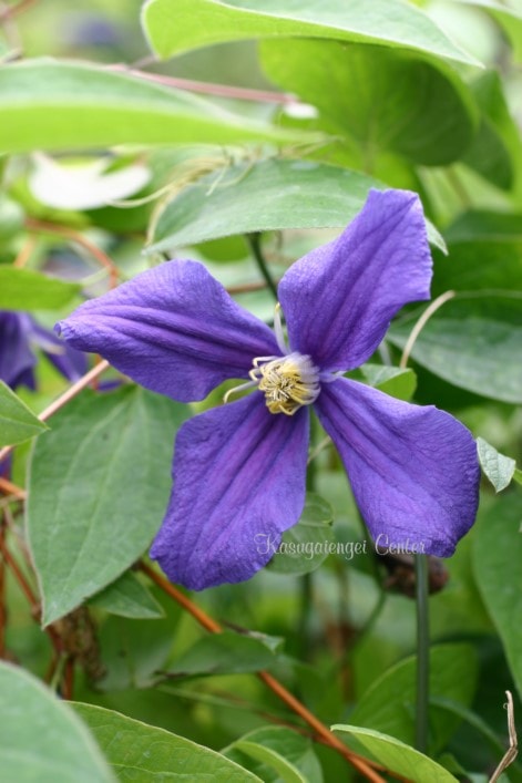 クレマチス 'デュランディ’　系統：インテグリフォリア系　12cmポット