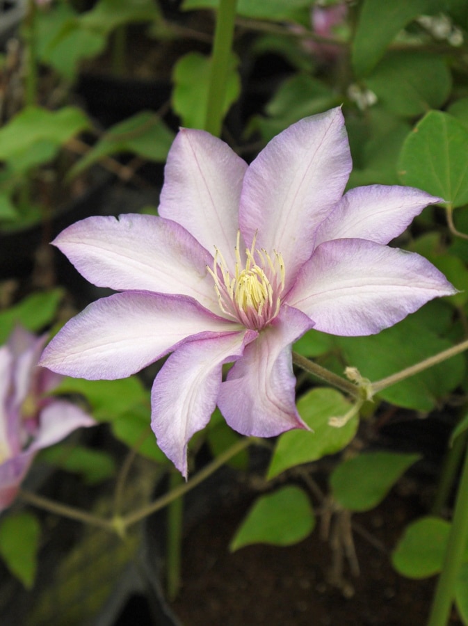 クレマチス | バラとハーブの専門ショップ 大神（おおが）ファーム