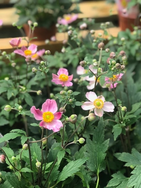 シュウメイギク（秋明菊）　’ルフィア’　宿根草　9cmロングポット