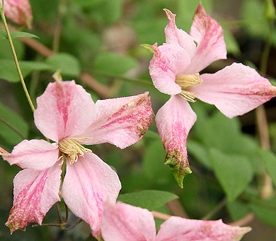 クレマチス　ピンクテイラー　新品種　テキセンシス　ヴィオルナ系 クレマチス 'ピンク・テイラー' 系統：テキセンシス、ヴィオルナ系